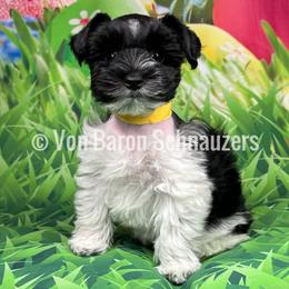 Miniature Schnauzer Puppies from Von Baron Schnauzers