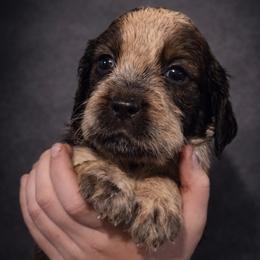 Enchant - Tri-Roan female English Springer Spaniel puppy in Florida from Thunderbird Springers