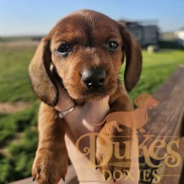 Dachshunds from Duke's Doxie's