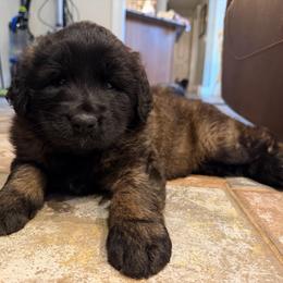 Purple Girl - Reddish brown female Leonberger puppy in Turner, Maine from Bear Pond Aussies / Leonbergers of Maine