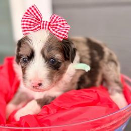 Teal collar toy - Red merle female Aussiedoodle puppy in 32046, Florida from River Hill Ranch