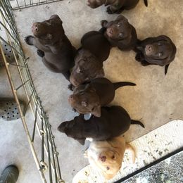 Labrador Retriever Puppies from Post Family Retrievers