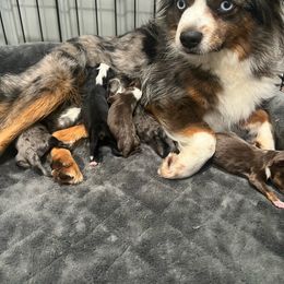 Fancy - Toy Australian Shepherd
