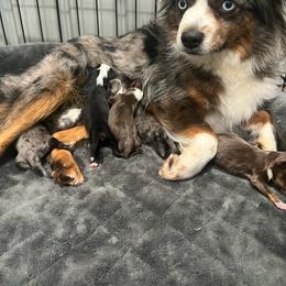 Fancy - Toy Australian Shepherd