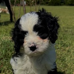 Boy 1 - Black and white male Bernedoodle puppy in Moore, Oklahoma from 4P’s Doodles
