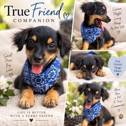 Thor - Black and tan male Yorkipoo puppy in Chattanooga, Tennessee from Joyfull Pals