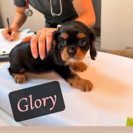 Glory - Ruby female Cavalier King Charles Spaniel puppy in Rockville, Maryland from Skais the Limit