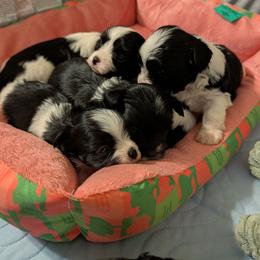 Girl2 - Black and white female Havanese puppy in Anderson, South Carolina from Moe's Goldens and HavAntics