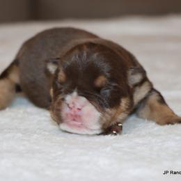 Girl 5 - female Bulldog puppy in Winnsboro, Texas from JP Ranch Bulldogs
