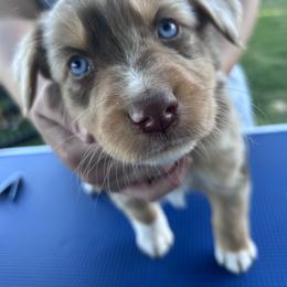 American Corgi, Australian Shepherd, and Pembroke Welsh Corgi Puppies from Fluffy Butt Acres