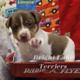 Lemans - White and chocolate Teddy Roosevelt Terrier puppy in Milaca, Minnesota from Bright Lake Terriers