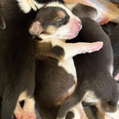 Harrier puppies from Darkfire Harriers