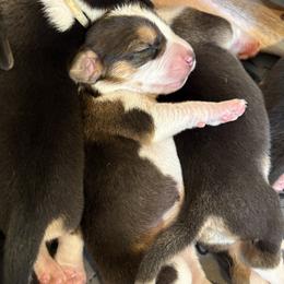 Harrier puppies from Darkfire Harriers