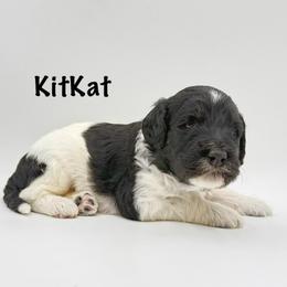 KitKat - Phantom female Goldendoodle puppy in Milford, Pennsylvania from Doodles Are Golden