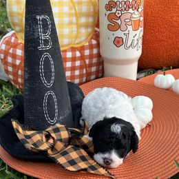 Winnie - Parti female Poodle puppy in Pensacola, Florida from Frida Farms