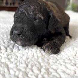 Hero - Brindle male Poodle puppy in Denton, Maryland from Cajun Girl Kennels
