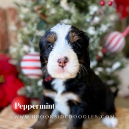 Peppermint - Tri-color female Bernedoodle puppy in Murrieta, California from Brookside Bernedoodles