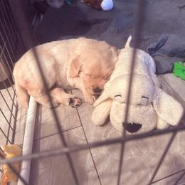 GPDs Connor Macleod There Can Be Only One - Light golden male Golden Retriever puppy in Aliso Viejo, California from Golden Puppy Dog