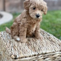 Maltipoo Puppies from Piper N Penny