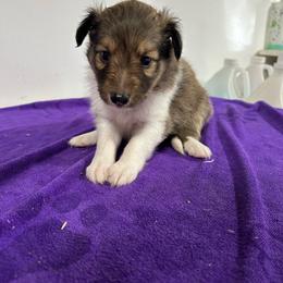 Peach - White and sable female Shetland Sheepdog puppy in Fontanelle, Iowa from Jensen Farms Shelties