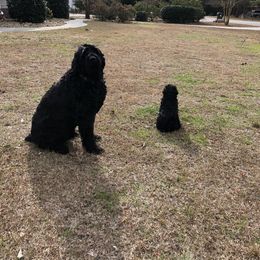Black Russian Terrier and Cavalier King Charles Spaniel Puppies from Ocean Gem & Guardian Bears