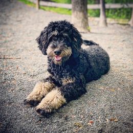 Bernedoodle All Grown Up from Sweetheart Doodles