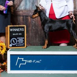 Gossip - German Pinscher