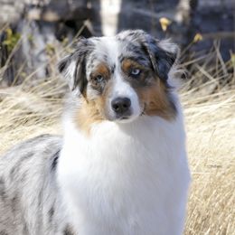 Navy - Australian Shepherd
