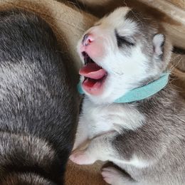 Pomsky Puppies from Pomsky Play-ce