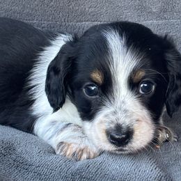 Little Man - Piebald male Dachshund puppy in Rutherfordton, North Carolina from Mountain Farm Dachshunds