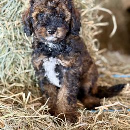 Maple - Tri-color female Cavapoo puppy in Bozrah, Connecticut from Cedar Creek Farm