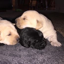 Bernedoodle, Labrador Retriever, and Poodle Puppies from J&B Doodles