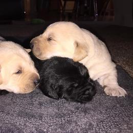 Bernedoodle, Labrador Retriever, and Poodle Puppies from J&B Doodles