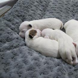 Jack Russell Terrier Puppies from Shell's Terriers