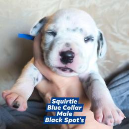Squirtle (Blue Collar) - White and black male Dalmatian puppy in Raymondville, Missouri from Wagner's Dalmatian's