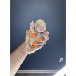Almond - Blue collar - Apricot male Poodle puppy in Lancaster, South Carolina from Semone’s Poodles