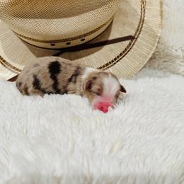 'Maia' - Red merle female Australian Shepherd puppy in Durand, Wisconsin from Larson’s Legacy Aussome Aussie Kennels