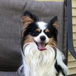 Taz - Papillon