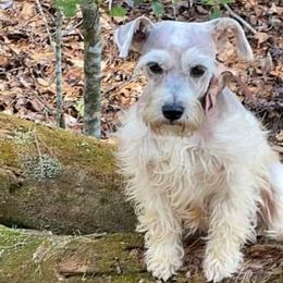Miniature Schnauzers from Husley Farms