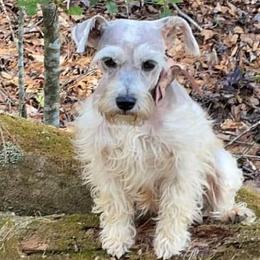 Miniature Schnauzers from Husley Farms