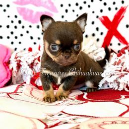 Sharkboy - Chocolate and tan male Chihuahua puppy in Anderson, South Carolina from Lil Treasures Chihuahuas