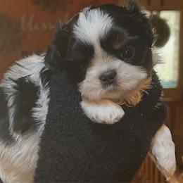 Geronimo - Black and white male Shih Tzu puppy in Nekoosa, Wisconsin from Brox Acres House of Fur LLC