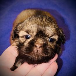 Fiona - Liver female Shih Tzu puppy in North Central Oregon, Oregon from T-Amore Shih Tzu