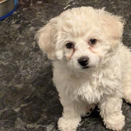 Female 1 - White female Bichon Frise puppy in Eaton Rapids, Michigan from JMs Bichons