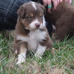 Cinnamon - Red & white male Australian Shepherd puppy in Russell Springs, Kentucky from Maggie Withers' Australian Shepherds