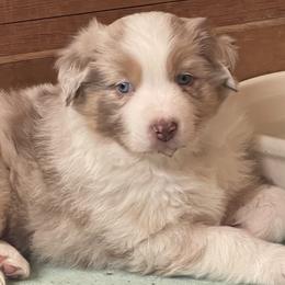 Jeb - Red merle male Australian Shepherd puppy in Martha’s Vineyard, Massachusetts from Cranberry Hill Aussies