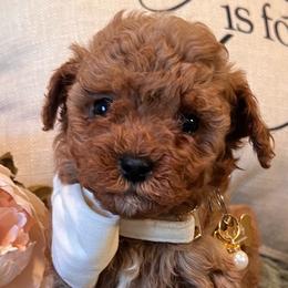 Winston - male Cavapoochon puppy in Fairmont, West Virginia from Robin Nelson