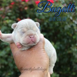 Bulldogs and French Bulldogs from Gotham City Bulldogs