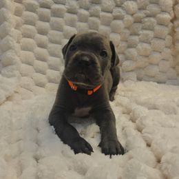 Orange collar - Gray male Cane Corso puppy in Fritch, Texas from Carrie Brown's Cane Corsos