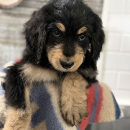 Caroline - Tri-color female Bernedoodle puppy in Phelan, California from PuppyPaws4U
